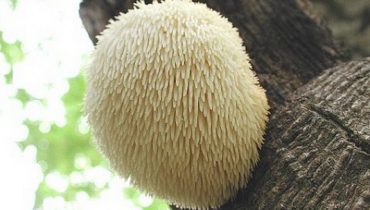 Nấm lông nhím chữa bệnh đường tiêu hóa