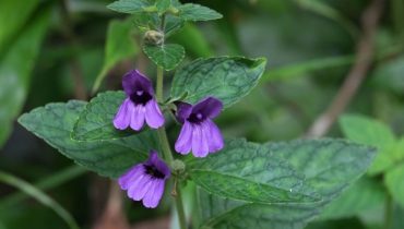 Hỗ trợ điều trị viêm gan bằng y học cổ truyền