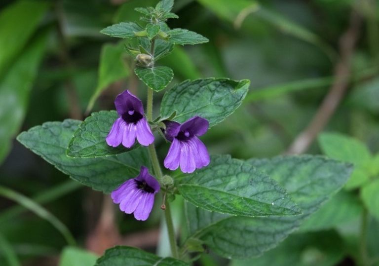 Hỗ trợ điều trị viêm gan bằng y học cổ truyền